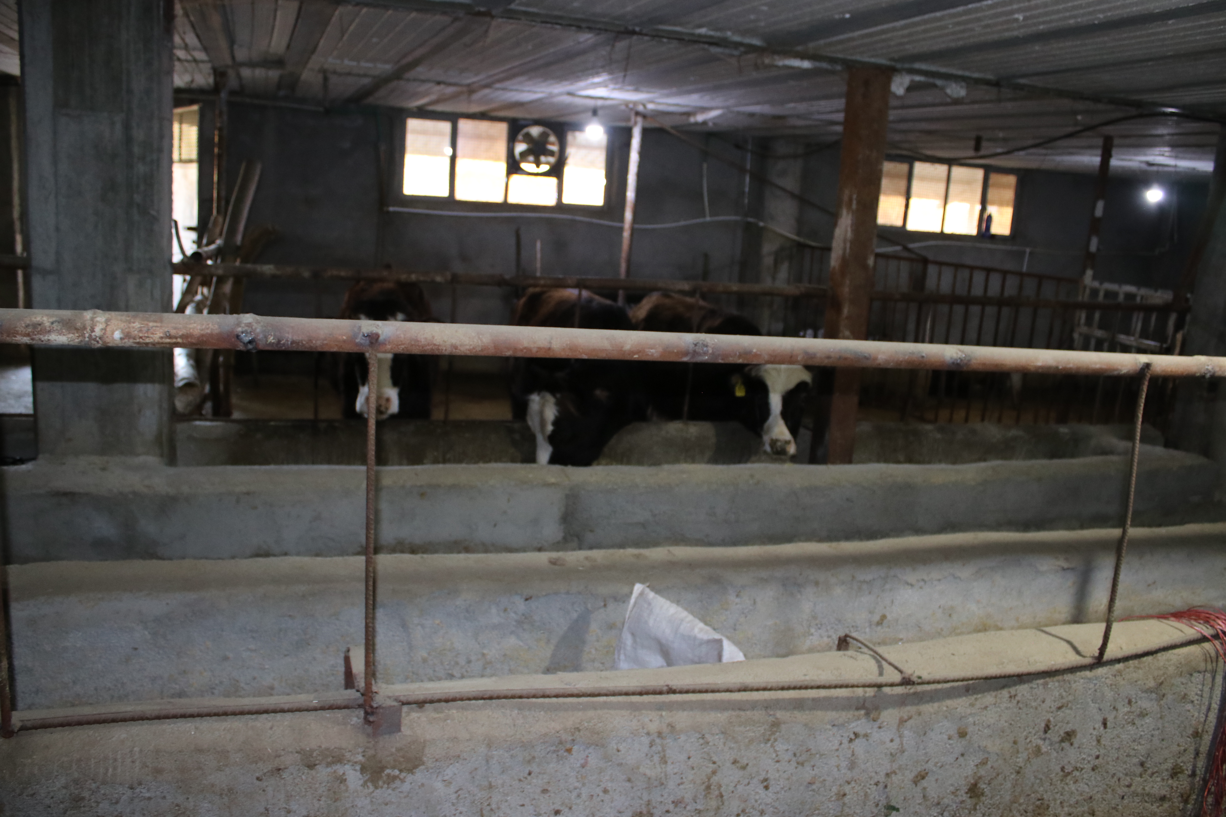 بازدید فرماندار شهرستان سردشت از یک واحد گاوداری بخش خصوصی در روستای بصره